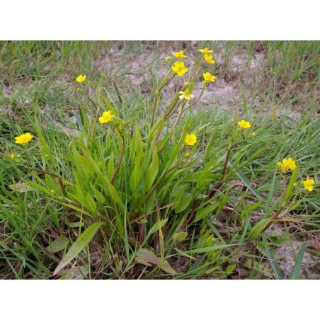 Plante Aquatique Ranunculus flammula