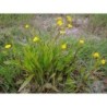 Plante Aquatique Ranunculus flammula