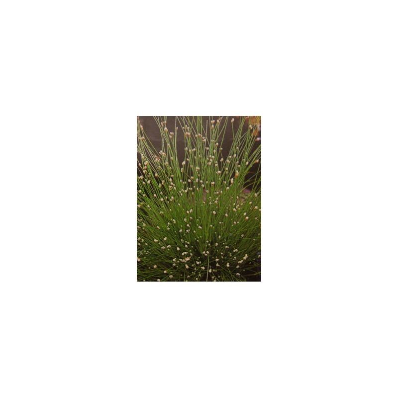 Plante Aquatique Scirpus cernuus