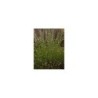 Plante Aquatique Scirpus cernuus