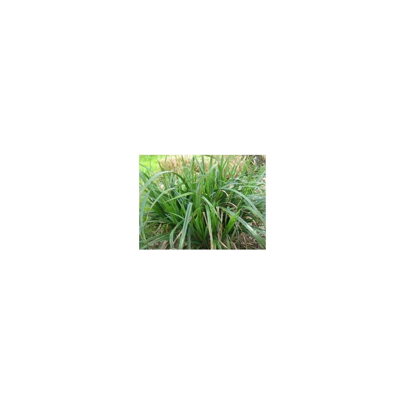 Plante Aquatique Carex pendula