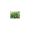 Plante Aquatique Carex pendula