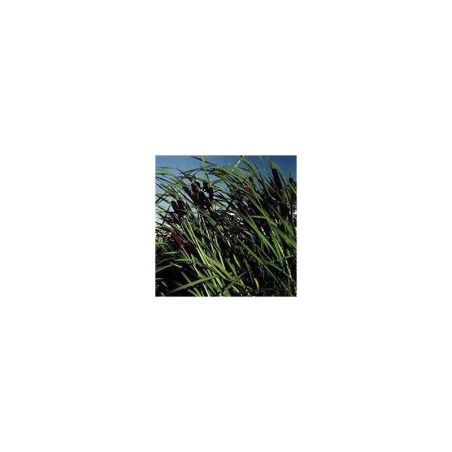 Plante Aquatique Typha latifolia