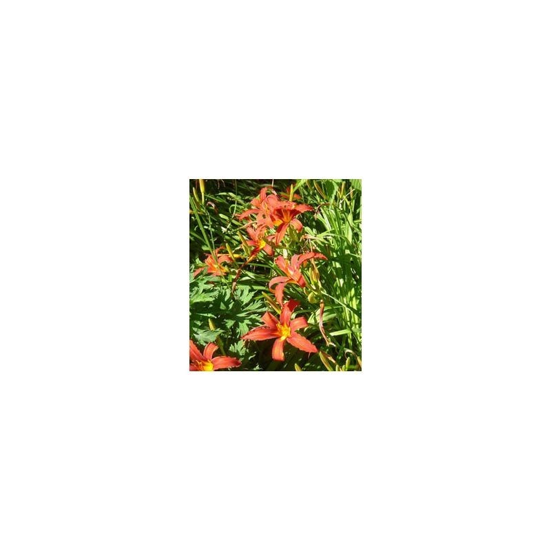 plante aquatique Hemerocallis divers
