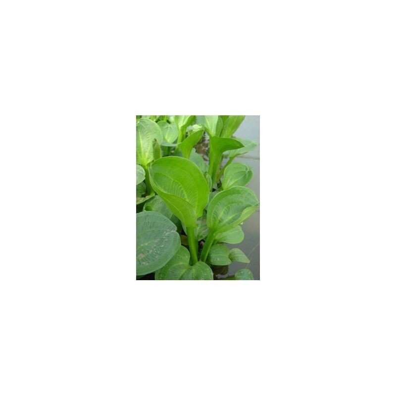 plante aquatique Alisma parviflora