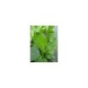 plante aquatique Alisma parviflora