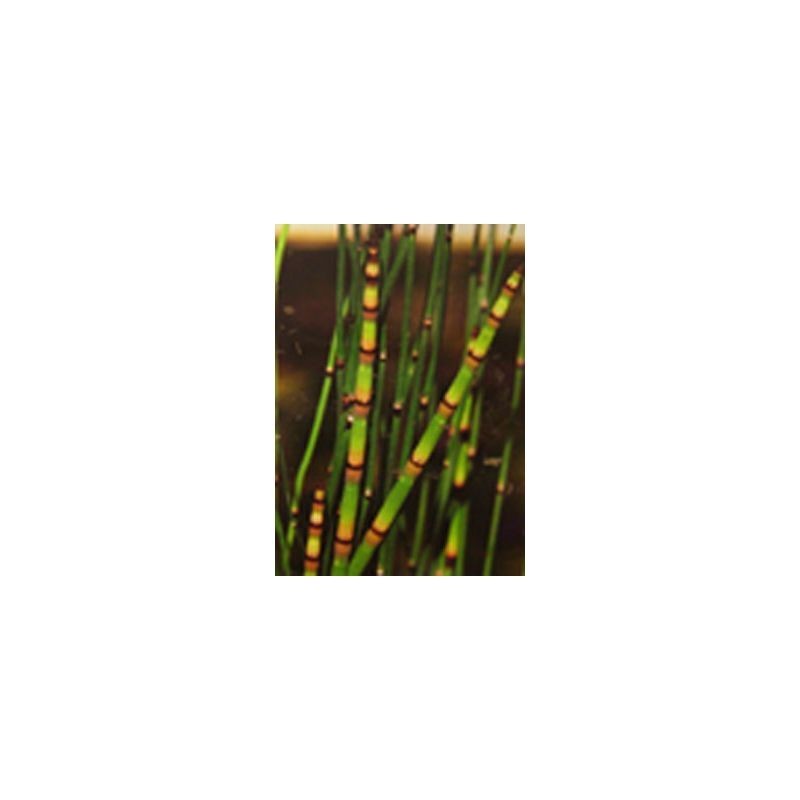 Plante Aquatique Equisetum americanum