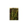 Plante Aquatique Equisetum americanum