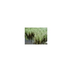 Plante Aquatique Hippuris vulgaris