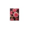 plante aquatique Nénuphar Mrs Wilfron Gonnere
