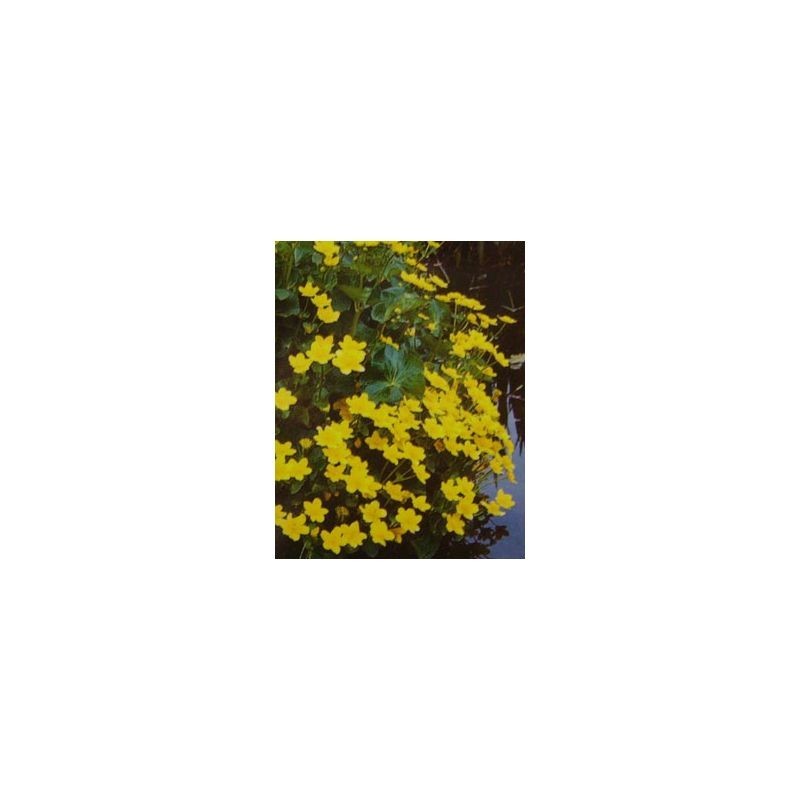 Plante Aquatique Caltha palustris