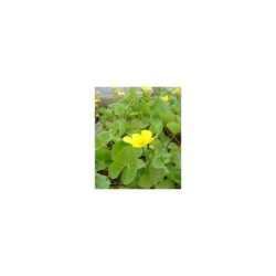 Plante Aquatique Caltha polypetala