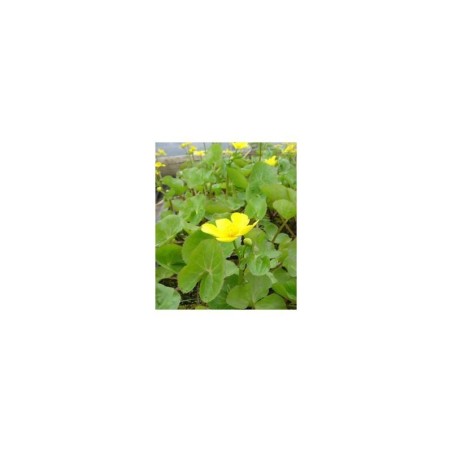 Plante Aquatique Caltha polypetala