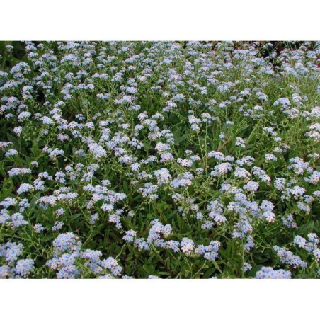 Plante Aquatique Myosotis palustris
