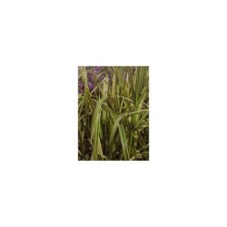 Plante Aquatique Glyceria aquatica variegata