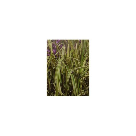 Plante Aquatique Glyceria aquatica variegata