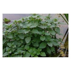 Plante Aquatique Mentha aquatica