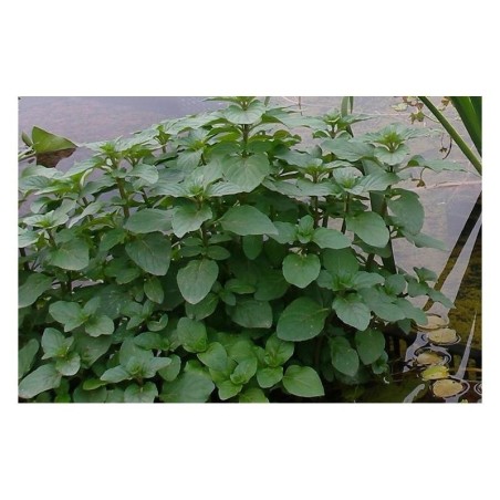 Plante Aquatique Mentha aquatica