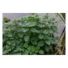 Plante Aquatique Mentha aquatica