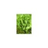 plante aquatique Alisma plantago