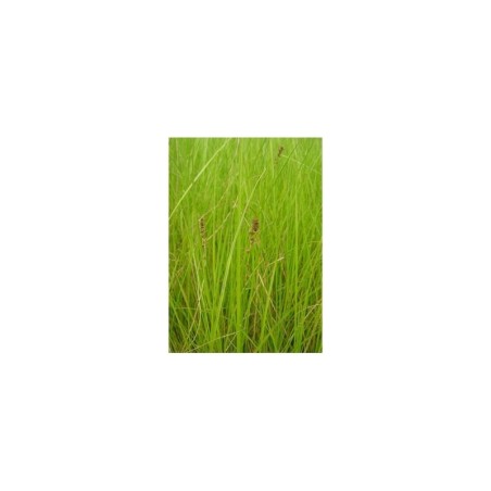 Plante Aquatique Carex paniculata