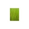 Plante Aquatique Carex paniculata