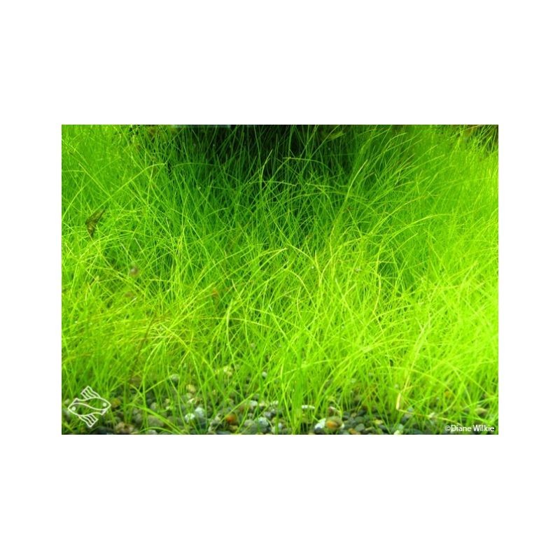 plante aquatique Eleocharis acicularis