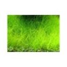 plante aquatique Eleocharis acicularis